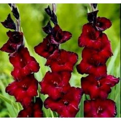 Gladiolus Black Surprise - 5 bebawang