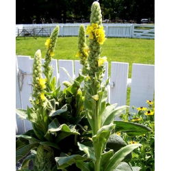 Vägihein - 4000 seemned - Verbascum L.