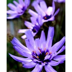 Hạt giống Cupid's - Catananche caerulea - 80 hạt - Catanache caerulea