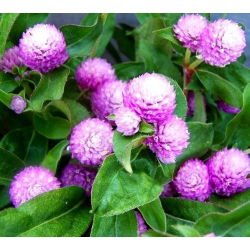 Globe Amaranth seeds - Gomphrena globosa - 60 seeds