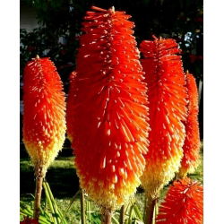 Ķekaru knifofija - Red Hot Poker - Kniphofia