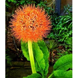 Haemanthus Multiflorus