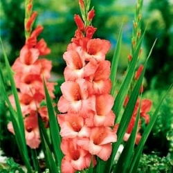 Gladiolus Spic dan Span - 5 bebawang - Gladiolus Spic and Span