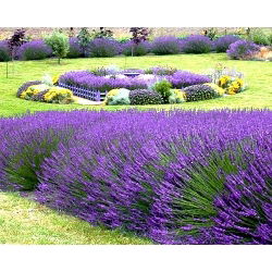 Hạt giống hoa oải hương - Lavandula angustifolia - 200 hạt - Lavendula vera