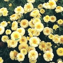 Glebionis coronaria - Miscuglio - Chrysanthemum coronarium - Fioriture estive radiose - Semi Freschi