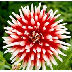Dahlia Friquolet - ampul / yumru / kök