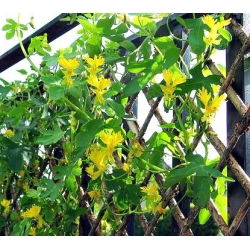 Canary Creeper, Canary Bird Vine seemned - Tropaeolum peregrinum - 22 seemnet