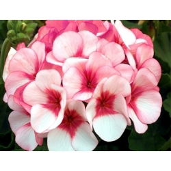Hängegeranie, Pelargonie Samen - Pelargonium peltatum - 5 Samen