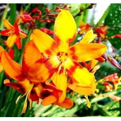 Crocosmia, Montbretia Mix - 10 kvetinové cibule
