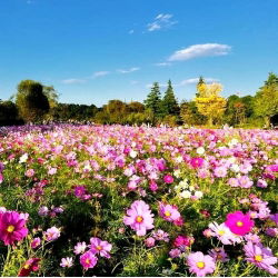 Cosmos sementes misturadas - Cosmos bipinnatus - 150 sementes