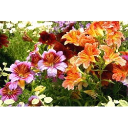 Hạt vỏ sò ống - Salpiglossis sinuata - 2250 hạt - Salpiglossis sinuata, syn. Salpiglossis variabilis