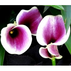 Calas, Alcatraces, Cartuchos - Picasso - Zantedeschia