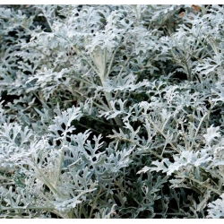 Dusty Miller zaden - Cineraria maritima - 380 zaden - Cineraria maritima, syn. Senecio maritima.