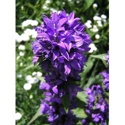 Clustered Bellflower - Blue - Campanula glomerata - Enchanting Purple Blooms, All Summer - Fresh Seeds