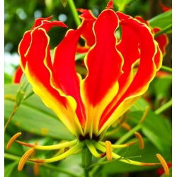 Gloriosa