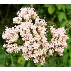 Valeriana - Valeriana officinalis - Alivia el estrés, complemento perfecto para el jardín - Semillas frescas