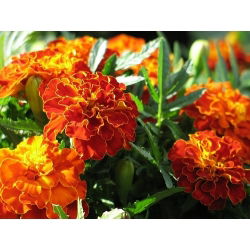 Marigold Aurora Red seed - Tagetes patula nana fl. pl. - 350 biji - Tagetes patula L.