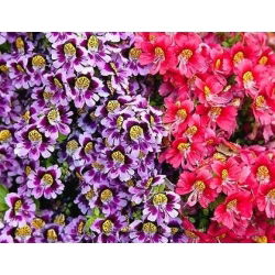Spaltblume - Mischung - Schizanthus wisetonensis - Zarte Blüten für lebendige Rabatten - Samen