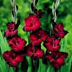 Gladiolus Black Surprise - 5 bebawang
