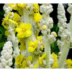Vägihein - 4000 seemned - Verbascum L.