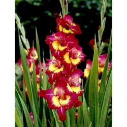 Gladiool Far West - pakend 5 tk - Gladiolus Far West