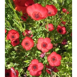 Lino scarlatto, semi di lino rosso - Linum grandiflorum - 150 semi
