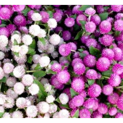 Globe Amaranth seeds - Gomphrena globosa - 60 seeds