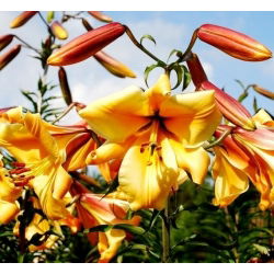 Liliom - African Queen - Lilium