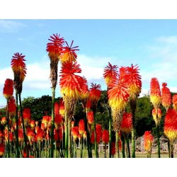 Ķekaru knifofija - Red Hot Poker - Kniphofia
