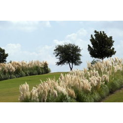 White pampas grass – seedling