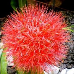Haemanthus Multiflorus
