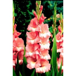 Gladiolus Spic dan Span - 5 bebawang - Gladiolus Spic and Span