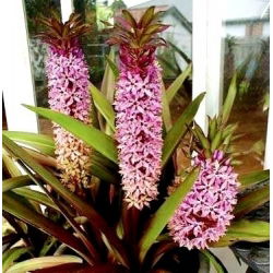 Eucomis Van der Merwey - umbi / umbi / akar