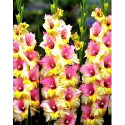 Gladiool Mon Amour - pakend 5 tk - Gladiolus Mon Amour