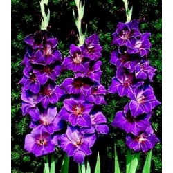 Gladiolus Violetta - 5 bebawang