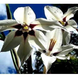 Acidanthera Murielae - 20 květinové cibule - Acidanthera  Murielae