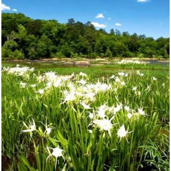 Ismene, perujski narcis Festalis - čebulica / gomolj / koren