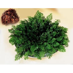 Плаунок - Rose of Jericho - Selaginélla