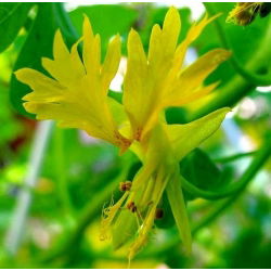 Canary Creeper, Canary Bird Vine seemned - Tropaeolum peregrinum - 22 seemnet