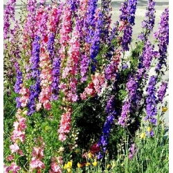 Hạt hỗn hợp Rocket Larkspur - Delphinium ajacis hyacinthiflorum fl. pl. - 500 hạt