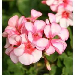 Hängegeranie, Pelargonie Samen - Pelargonium peltatum - 5 Samen