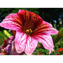 Hạt vỏ sò ống - Salpiglossis sinuata - 2250 hạt - Salpiglossis sinuata, syn. Salpiglossis variabilis