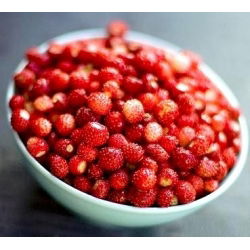 Smultron - Baron von Solemacher - Fragaria vesca - Söt bärskörd, perfekt året runt - Färska frön