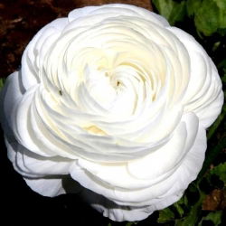 Vėdrynas - baltas - pakuotėje yra 10 vnt - Ranunculus