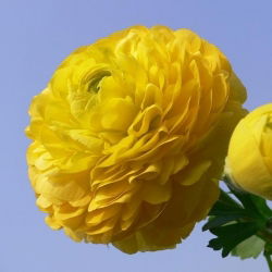 Ranunkelsläktet - gul - paket med 10 stycken - Ranunculus