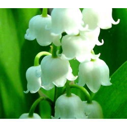 Convalaria, Lirio de los valles - blanco - Convallaria majalis