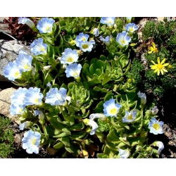 Nolana Blue Bird seemned - Nolana grandiflora - 125 seemnet - Nolana paradoxa
