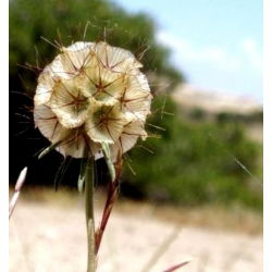 スターフラワーピンクッションの種子 -  Scabiosa stellata  -  25種子 - シーズ