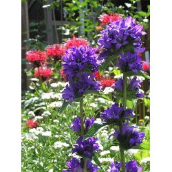 Clustered Bellflower - Blue - Campanula glomerata - Enchanting Purple Blooms, All Summer - Fresh Seeds