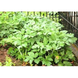 Valeriana - Valeriana officinalis - Alivia el estrés, complemento perfecto para el jardín - Semillas frescas